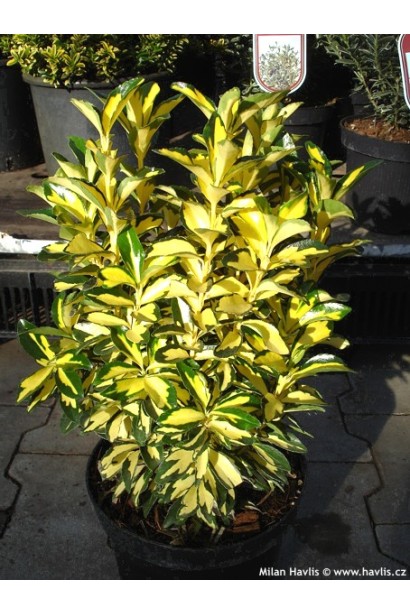 Бруслина Екстаз